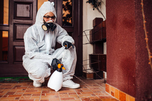 Attic and Crawl Space Rodent Treatment in Walton Hills
